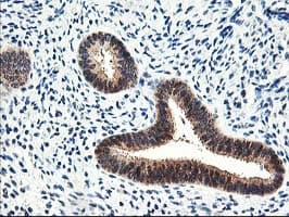 PRMT2 Antibody (clone OTI3A3)