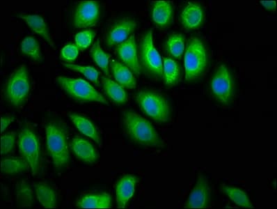 Polyclonal Rabbit anti-Human FAP-1 / PTPN13 Antibody (IHC, IF)