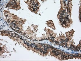 KSP32 / MIOX Antibody (clone OTI4G7, Carrier-free)