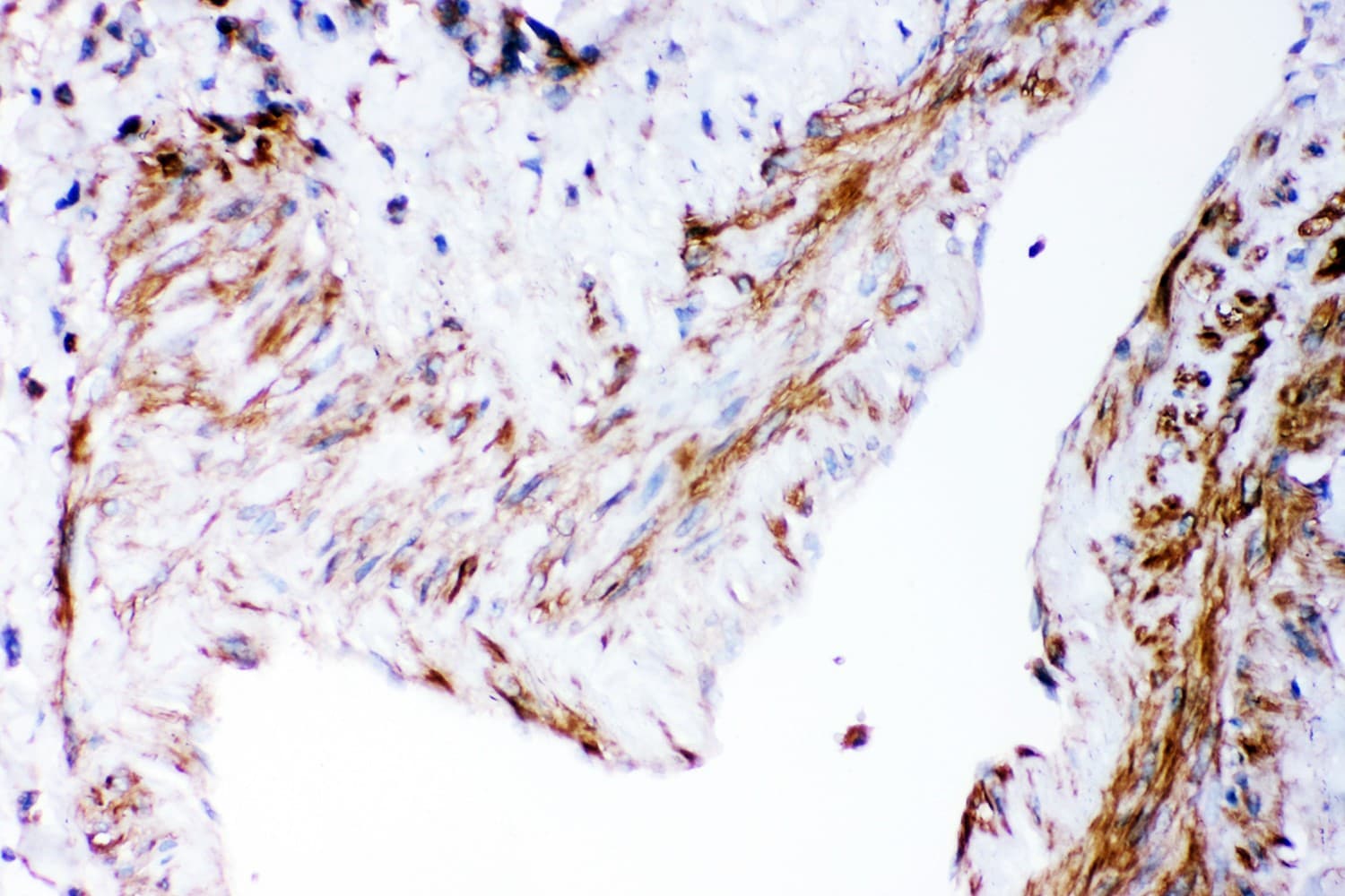 Polyclonal Rabbit anti-Human DHFR Antibody (aa2-187, IHC, WB)