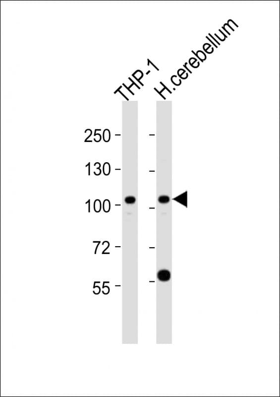 ZFPM1 / FOG1 Antibody (aa954-987)