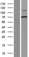 CLEC16A / KIAA0350 Protein (Over-Expression Lysate Myc-DDK (Flag))
