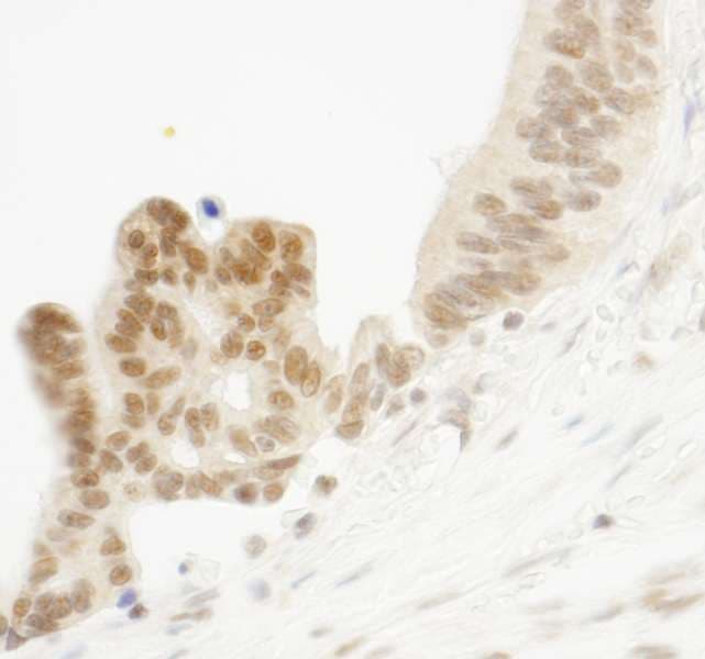 ELF1 Antibody (aa569-619)