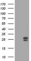 MGMT Antibody (clone OTI4D5, Carrier-free)