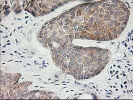 Monoclonal Mouse anti-Human KCTD14 Antibody (clone OTI2A6, IHC, IF, WB)