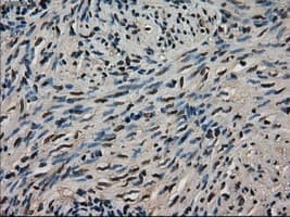 LDHA / LDH1 Antibody (clone OTI2C11)
