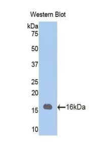 CAV1 / Caveolin 1 Antibody (aa2-105, Cy3)