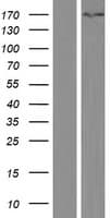 KPI-2 / LMTK2 Protein (Over-Expression Lysate Myc-DDK (Flag))
