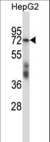 SF1 Antibody (aa212-241)