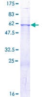 Human GDAP1 Protein (Recombinant GST)