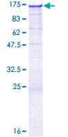 Human FAM13B Protein (Recombinant GST)