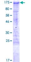 Human BBX Protein (Recombinant GST)