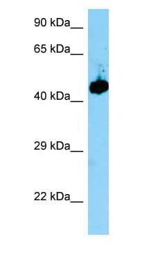 EVL Antibody (aa101-150)