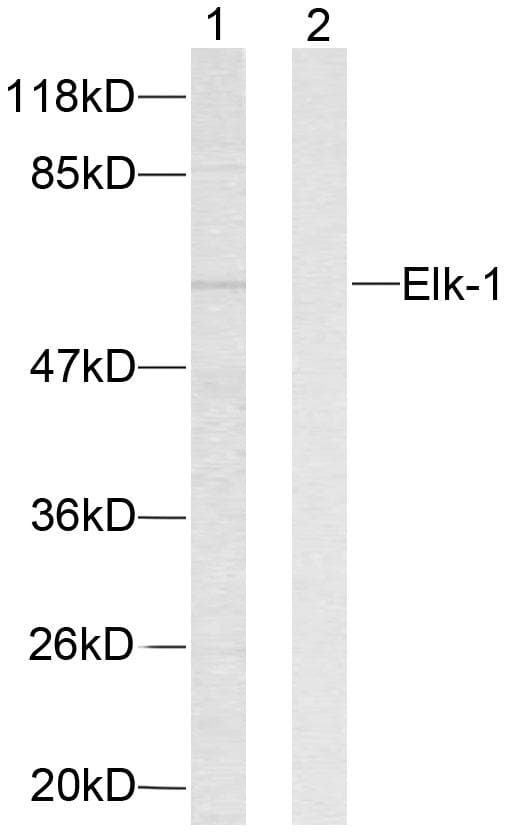 Polyclonal Rabbit anti-Human ELK1 Antibody (p383, IHC, IF, WB)