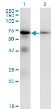 Monoclonal Mouse anti-Human EIF2AK2 / PKR Antibody (clone 1B9, IF, WB)