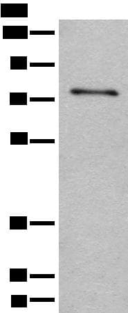ADGRE3 / EMR3 Antibody