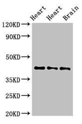NPSR1 / NPSR / GPR154 Antibody