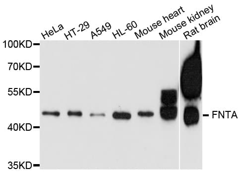 PTAR2 / FNTA Antibody