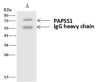 Polyclonal Rabbit anti-Human PAPSS 1 Antibody (IHC, IF, WB)