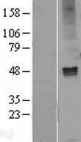 GABRA1 Protein (Over-Expression Lysate Myc-DDK (Flag))