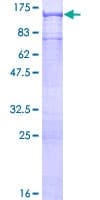 Human COPB2 / Beta-COP Protein (Recombinant GST)