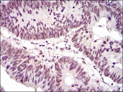 NCK1 / NCK Antibody (clone 5B7)