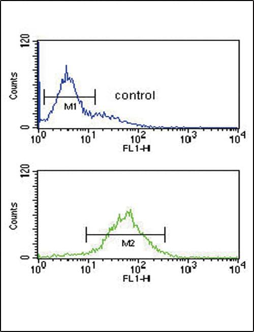 Polyclonal Rabbit anti-Human SRD5A2L / SRD5A3 Antibody (aa283-311, IHC, WB)