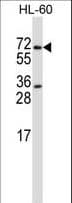 PRMT5 Antibody (aa76-104)