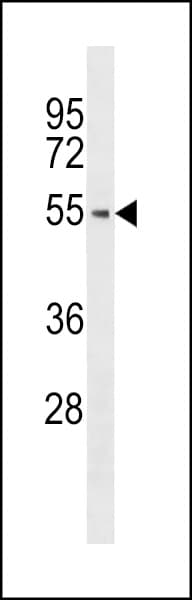 PTK6 / BRK Antibody (aa11-41)