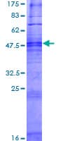 Human OR4F15 Protein (Recombinant GST)