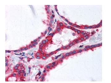 IHC-plus™ TUBA1B / Tubulin Alpha 1B Antibody (C-Terminus, clone 17H11.F10)