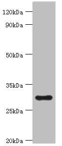 Polyclonal Rabbit anti-Human MRPL28 Antibody (aa1-256, IHC, WB)
