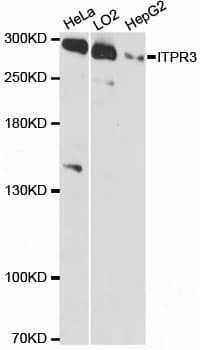 ITPR3 Antibody