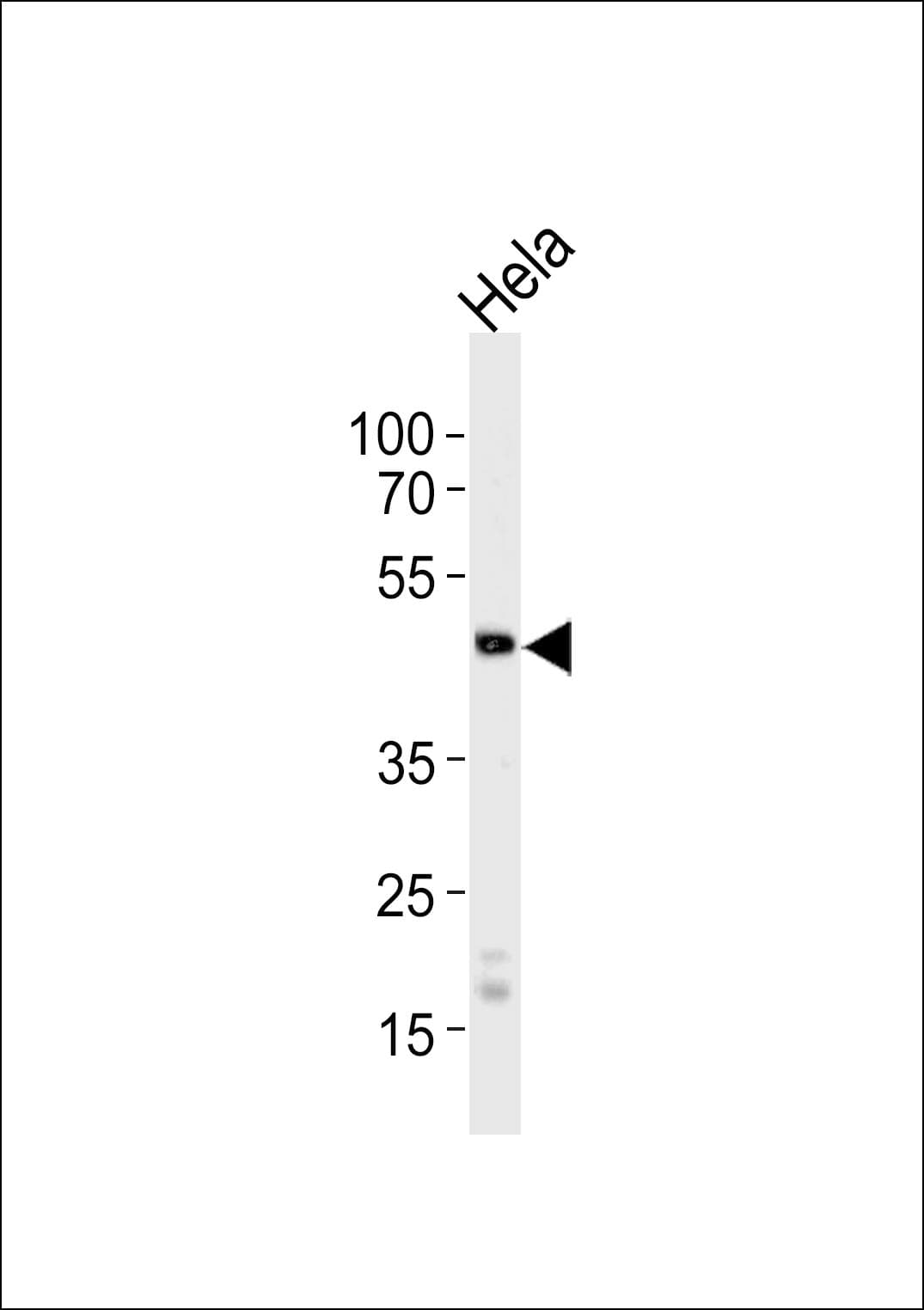 Polyclonal Rabbit anti-Human WSB2 Antibody (aa375-404, WB)