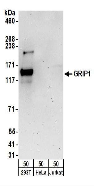 Polyclonal Rabbit anti-Human GRIP1 Antibody (aa725-775, WB)