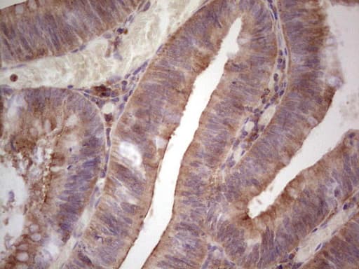 TNFRSF18 / GITR Antibody (aa26-162, clone OTI9G8)