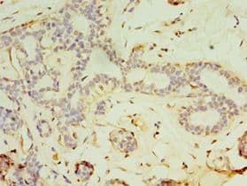 FGF6 Antibody (aa38-208)