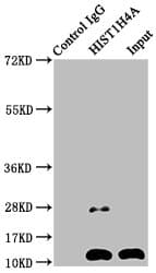 HIST1H4I Antibody