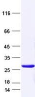 Human CSDC2 Protein (Recombinant DDK,C-terminus)