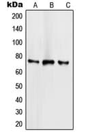 Polyclonal Rabbit anti-Human SCML2 Antibody (Internal, WB)