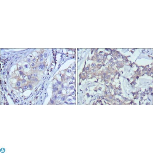 Monoclonal Mouse anti-Human RTN3 / Reticulon 3 Antibody (IHC)