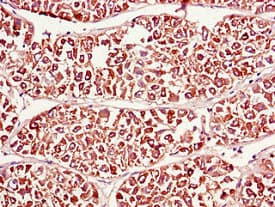 PDIA4 / ERP72 Antibody