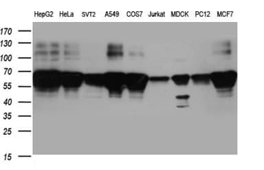BNIPL Antibody (aa1-203, clone OTI8F6)