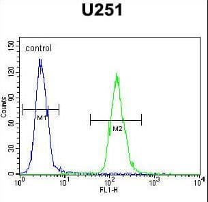 Polyclonal Rabbit anti-Human ZNF536 Antibody (aa203-231, IHC, WB)