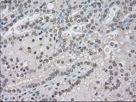 TSC501 / NAT8 Antibody (clone OTI6H3)