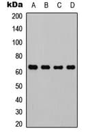 RELA / NFKB p65 Antibody (Internal)