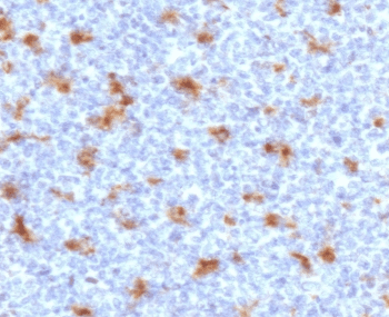 CD68 Antibody (clone CDLA68-2)
