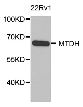 MTDH / Metadherin Antibody