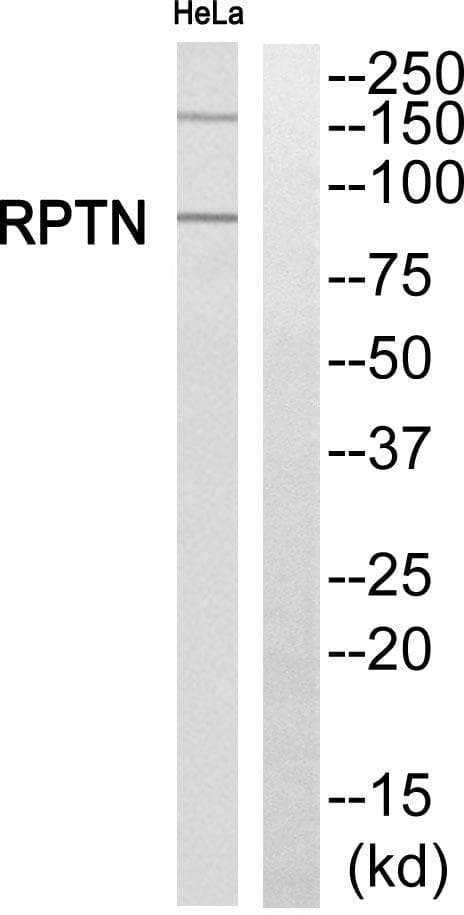 RPTN / Repetin Antibody
