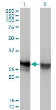 IHC-plus™ HMG1 / HMGB1 Antibody (clone 2F6)